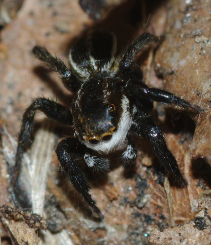 Phlegra bresnieri
